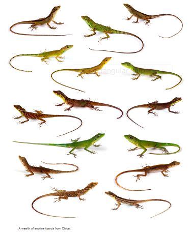 Seven Anole Species Found at a Site on the Ecuador - Colombia Border ...