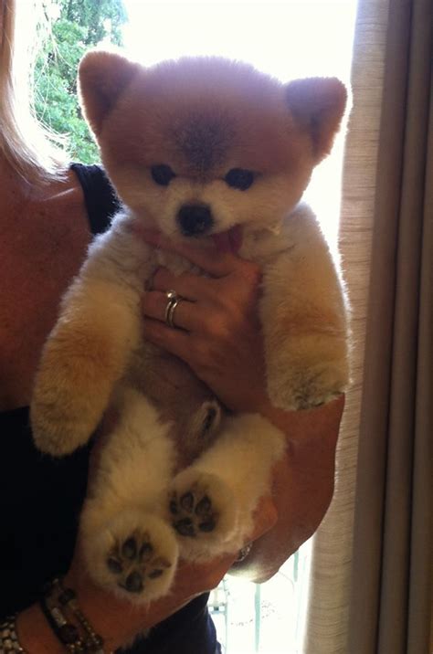 Walter is a puppy mill rescue showing off his teddy bear cut Pomeranian ...