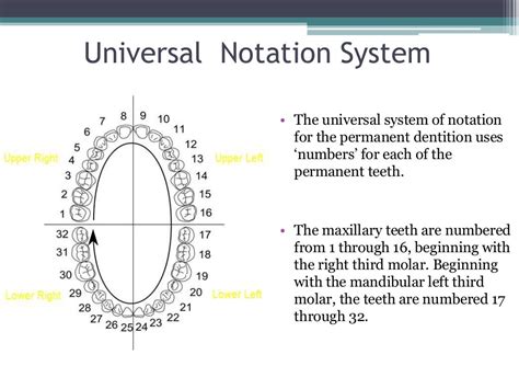 Tooth Numbering System In Dentistry