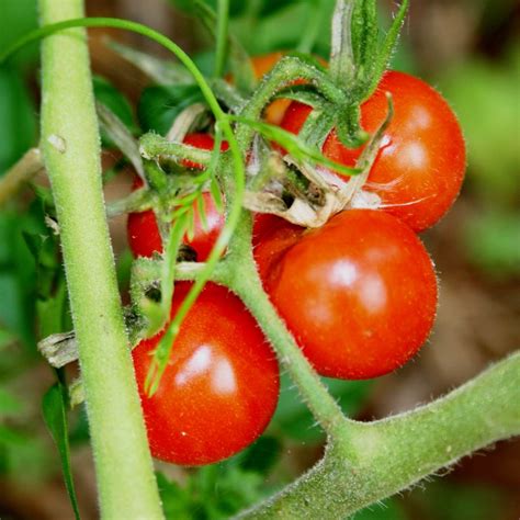 Cherry tomato - sowing, growing, harvest, diseases and pests