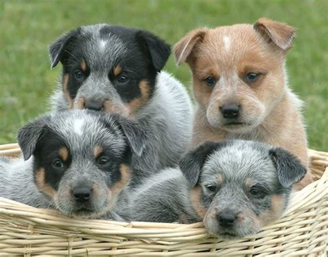 Coat Color & Patterns in Australian Cattle Dogs – Australian Cattle Dog Club of America