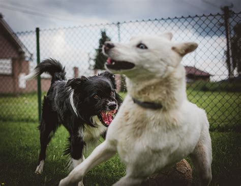 Dog Aggression Training Methods - Dog Obedience Advice