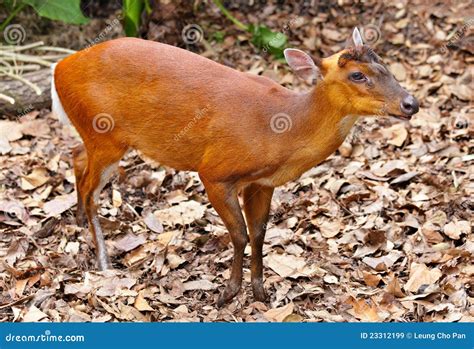 Indian muntjac stock image. Image of alarm, muntjac, muntjacs - 23312199