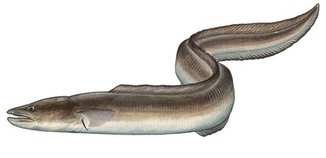 Art illustration - Oceans & Seas - Eel: { Anguilliformes } They have ...