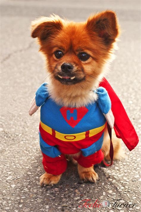 presenting....the new super hero! www.teeliehalloween.com #superhero | Dog halloween costumes ...