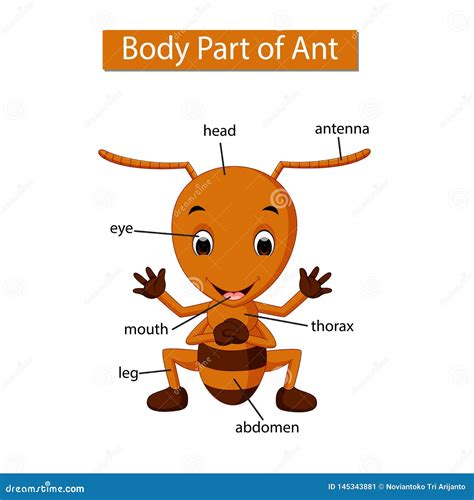 Diagram Showing Body Part of Ant Stock Vector - Illustration of background, learn: 145343881