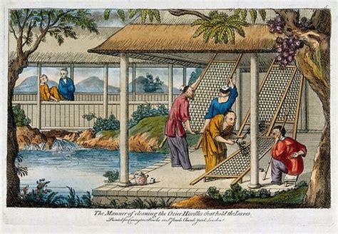 A Chinese tea plantation with workers cleaning the racks on … free public domain image | Look ...