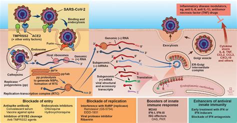 COVID-19: Coronavirus replication, pathogenesis, and therapeutic strategies | Cleveland Clinic ...