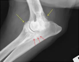 Elbow Dysplasia | Vet Orthopaedic Referrals Scotland