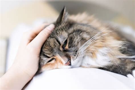 Signs of Pain in Cats & What Can Help