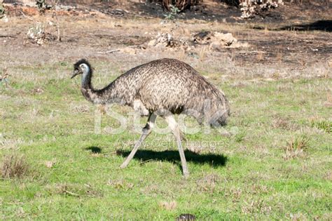 Young Emu Eating Stock Photo | Royalty-Free | FreeImages