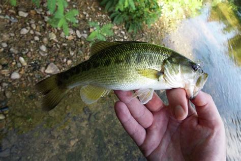 Guadalupe bass getting special attention at state fishery