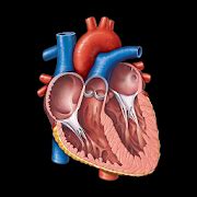 Heart Anatomy | SharewareOnSale