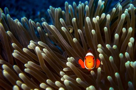 animals fish clownfish sea anemones Wallpapers HD / Desktop and Mobile Backgrounds