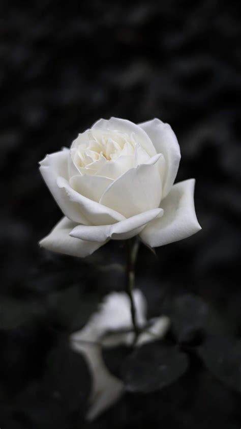 White rose #wallpaper #iphone #android #background #followme | Rose flower wallpaper, Rose ...