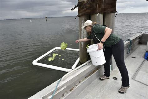 Florida manatee feeding operation wraps up for winter - The Wildlife ...