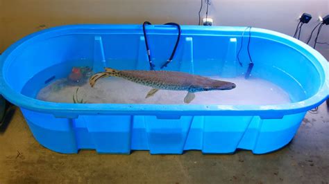 Creëer je eigen onderwaterwereld met een alligator gar aquarium!