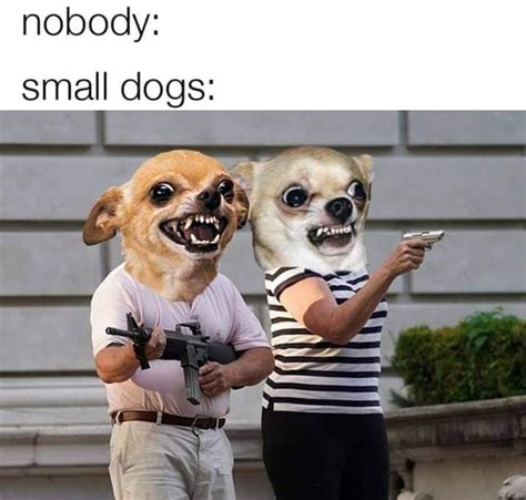 Chiwawas are scary : r/dogmemes