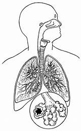 Coloring Respiratory System Diagram Unlabeled Human Clipart Pages Color  sketch template
