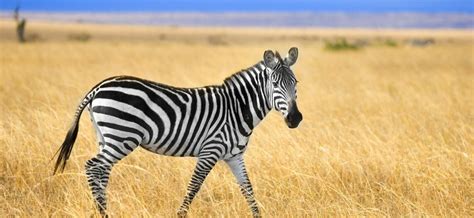 5 animaux qui ne vivent qu'en Afrique