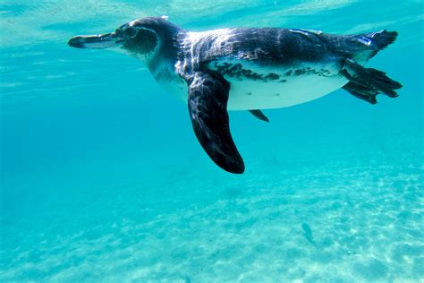 Galapagos penguin swimming underwater. Galagapos, Ecuador - Academy Bay Diving