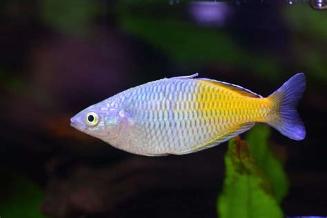 Boesemani Rainbowfish (Melanotaenia boesemani) Care Sheet