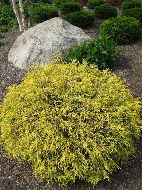 Golden Mop False Cypress | Lawn and landscape, Shrubs, Southern garden