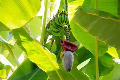 Grand Nain 'Naine' Banana Tree for Sale - Buying & Growing Guide - Trees.com