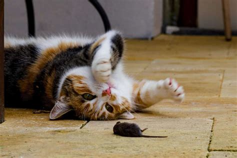 Can House Cats Eat Mice? Should You Be Worried If They Do? – Whisker Pals