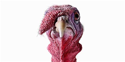 Taking Time To Be Thankful: Surviving A Wild Turkey Attack | by Carie ...