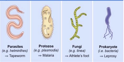 CuriouSTEM - Pathogenicity and Virulence