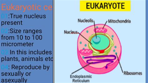 Cellular organization - YouTube