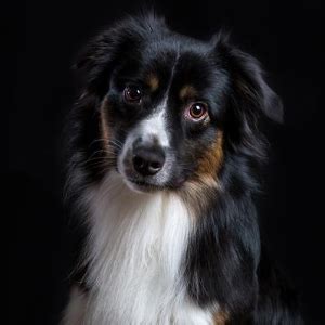 Miniature American Shepherd Facts - Wisdom Panel™ Dog Breeds