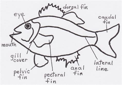 What Makes a Fish a Fish? - Jake's Nature Blog