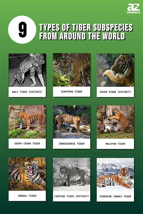 Tiger Subspecies Comparison