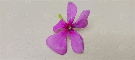 pink sadabahar flowers, Sadabahar leaf and flowers, Sadabahar leaves in ...