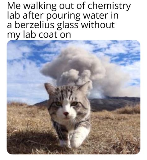 Day 4 of posting random cat memes : r/memes