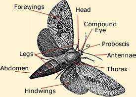 Moth Anatomy & Life Cycle Diagram