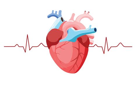 Endomyocardial Biopsy