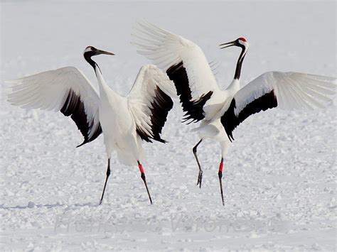 Red-crowned Cranes Dance on Hokkaido | BirdNote