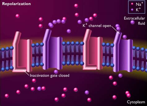 Voltage Gated Ion Channels Animation