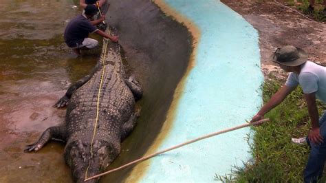 Autopsy after monster saltwater crocodile Lolong dies in pen in the Philippines | news.com.au ...