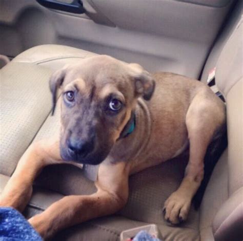 Rhodesian ridgeback german shepherd mix puppy | German shepherd mix puppies, Puppies, Dog breeds