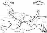 Free Printable Cat Coloring Pages For Kids  coloring Book sketch template