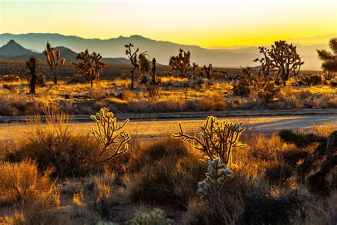 9 Best Things To Do in The Mojave Desert - Drivin' & Vibin'