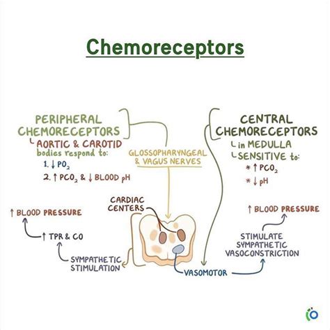 Peripheral chemoreceptors, include aortic & carotid bodies [primarily respond to ↓PO2 ...