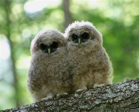 Northern Spotted Owl: Unique Endangered Hunting Species