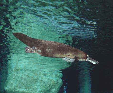 Semi-aquatic Mammals: Ecology and Biology | Hopkins Press