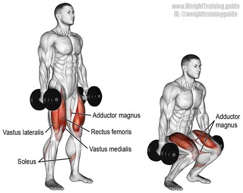 Dumbbell squat. A major compound exercise. Target muscles: Gluteus ...