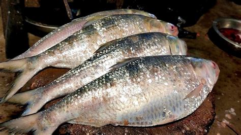 5kg Hilsa (ilish) Fish Amazing Eggs Fish Cutting & Cleaning By Great Fish Cutter - YouTube